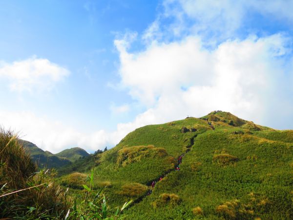 芒花如雪  漫遊草山223090