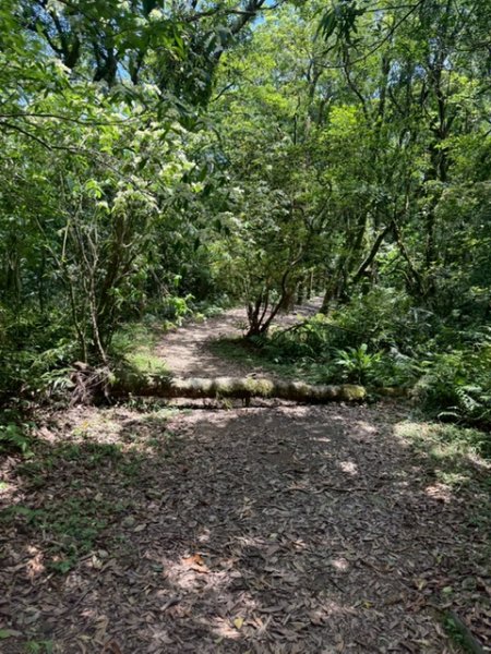 20250502 安坑七山2775095