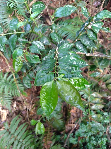 巒安堂、西巒大山2931641