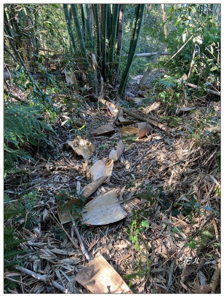 頭社山主峰及基點峰(社頭山)2681602