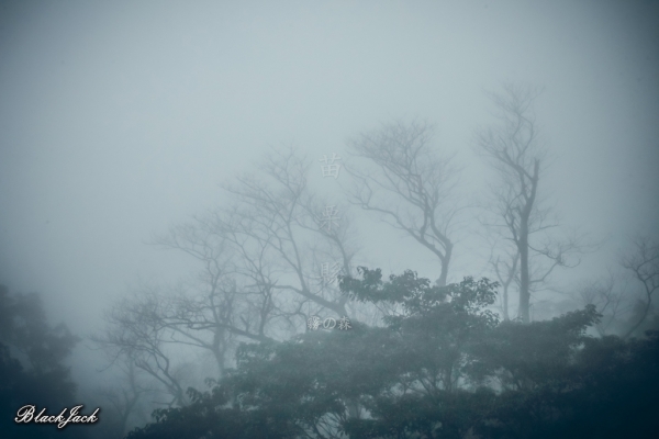 三義霧の森260922