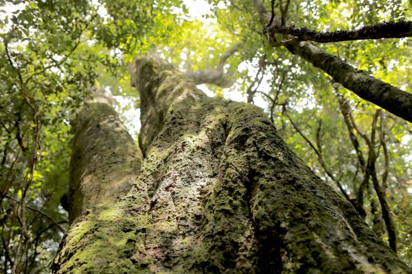 谷關七雄：新山馬崙山178325