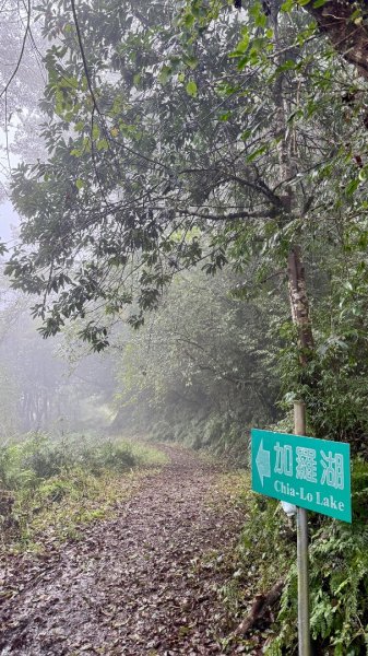 穿羅紗的「加羅湖」2943917