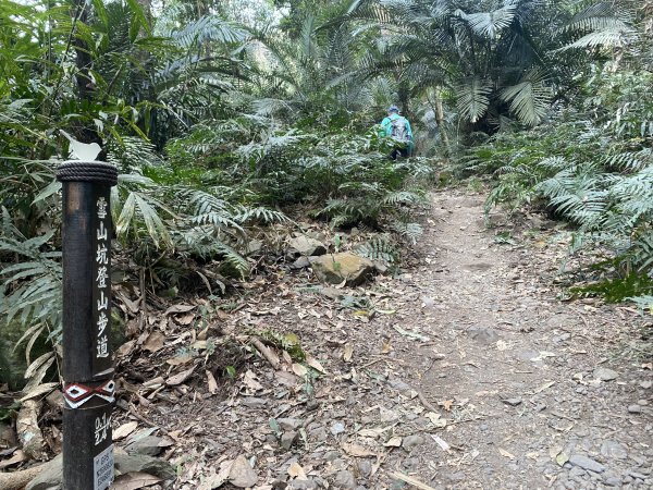 《雪山坑登山步道｜巨人之手森林秘境 Xueshankeng Hiking Trail & Giant2971061
