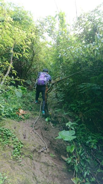 黃金一稜～基隆山東峰 (雷霆峰)→主峰0型377386