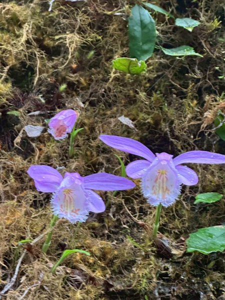 卡保石壁一葉蘭（耘夢谷上逐鹿山下O走）2809535