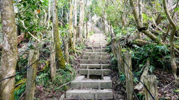 《蝶戀花。錫葉藤盛放》2735279