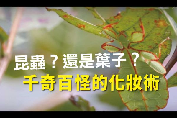 【昆蟲】大自然的化妝師