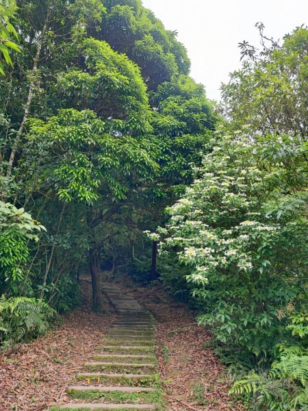 姜子寮山-小百岳#11-基隆市七堵區2248510