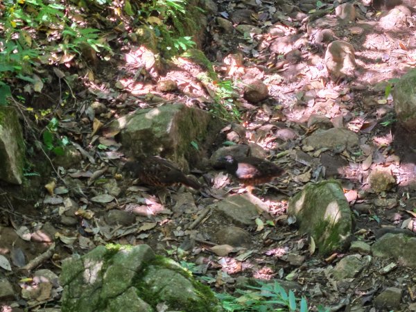 大屯主峰-連峰步道環形（小百岳）2904375