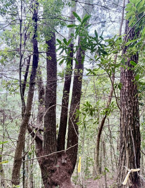奧萬大登合流點山順撿楓樹林山.獅子頭    2025.3.112734149
