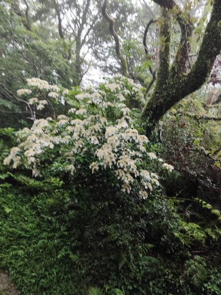 臺北大縱走第一段：關渡至二子坪2790243