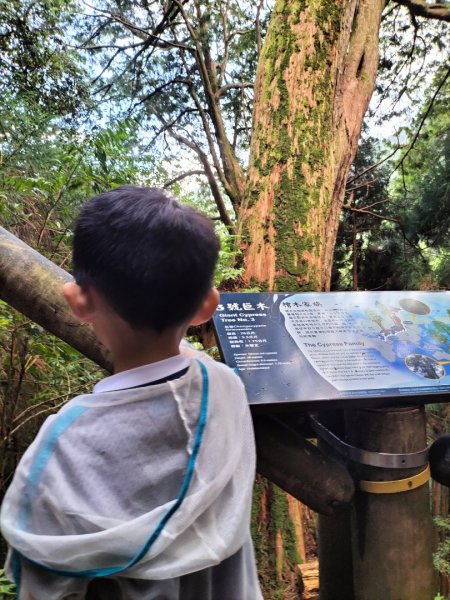 檜山巨木群步道2250297