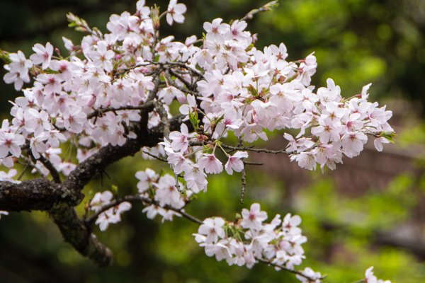 2026-03-28 阿里山3027233