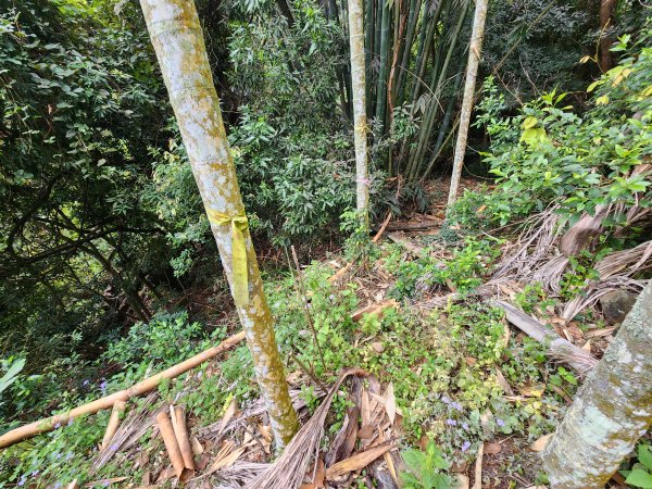 20241222二載山與大橫屏山南峰(追加鹽菜甕山、鹽菜甕下山)2721492