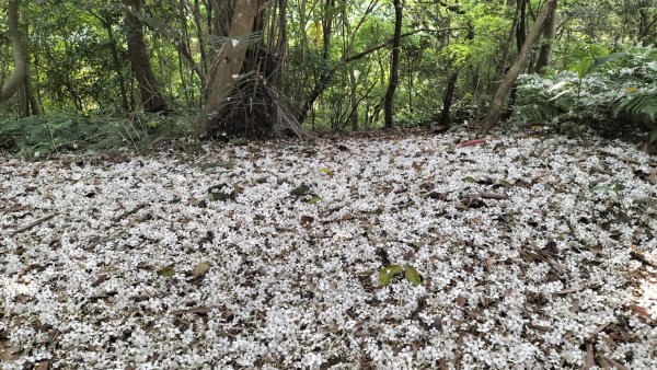 青潭竹林路2巷…青潭尖…新烏路…竹林路2479737