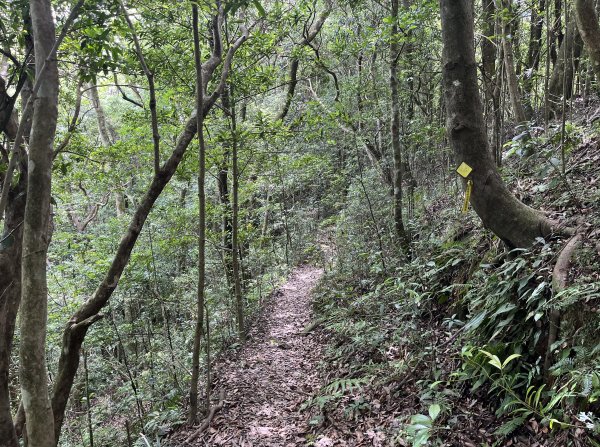 2025_0601 北插天山2802334