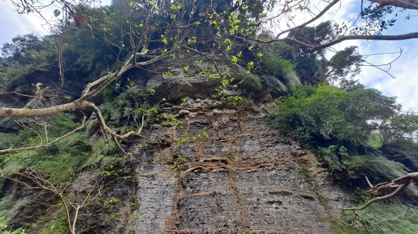 20240314姜子寮古道-姜子寮山-旗尾崙-姜草越嶺古道O繞2453772