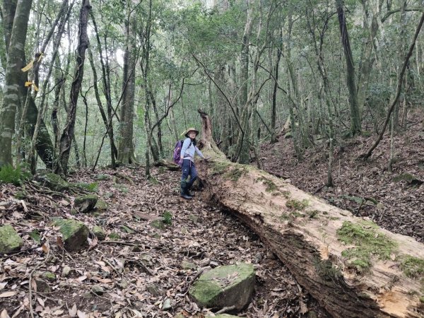 鳥東洗縱走11503213023068