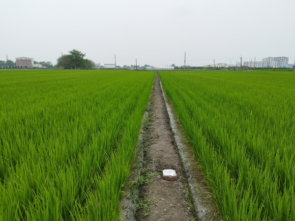 [彰化埤頭][一]埤頭、陸嘉村(新厝)、新莊子、路口厝、竹圍(路口厝北)(基石遺失)