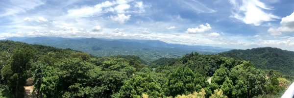 薑麻園桐花步道202006271965413