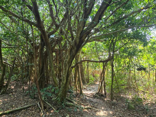 大山母山（小百岳）3007475