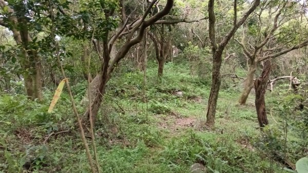 石門區北海道場-九芎林西北峰-九芎林山-土地公嶺古道O型3119051