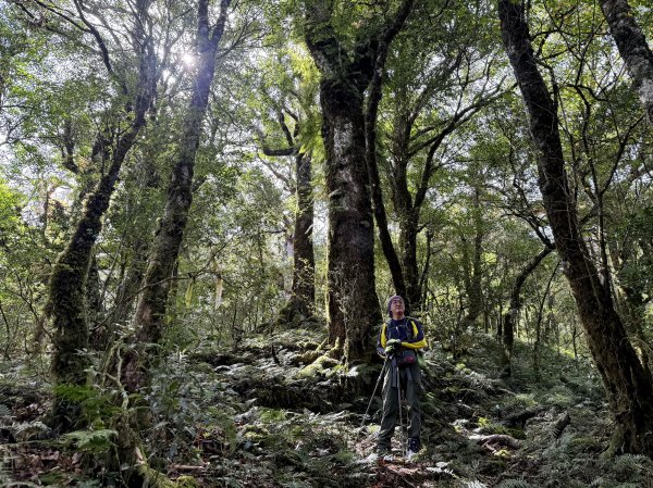 塔曼山 連走 拉拉山森林遊樂區 O繞 202510112923668
