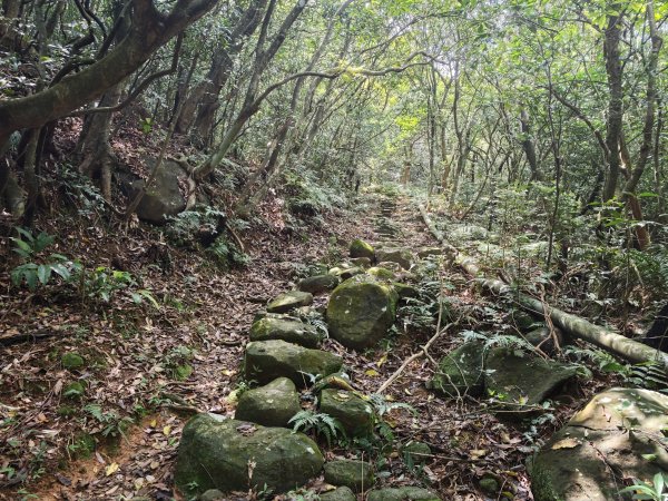 [淡蘭古道] 2026_0502 北路第二段_雞母嶺古道3047938