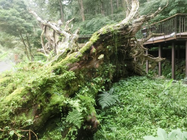 溪頭銀杏神木彩虹橋459518