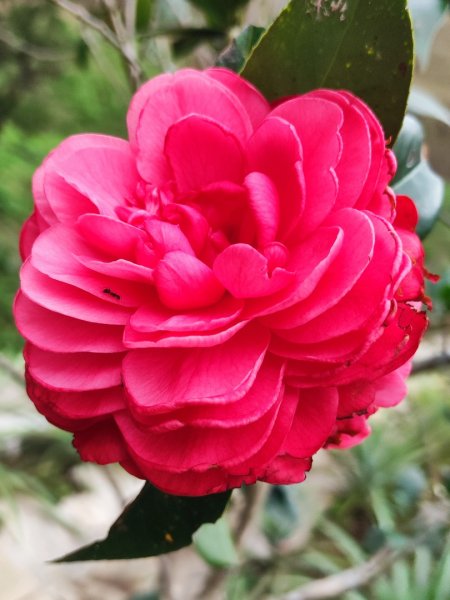 九讚頭車站-大崎棟.茶亭.逃學.騎龍古道20幾K繞大O2972539