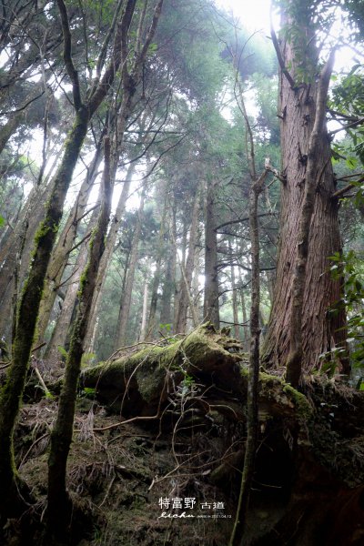 特富野古道1407536