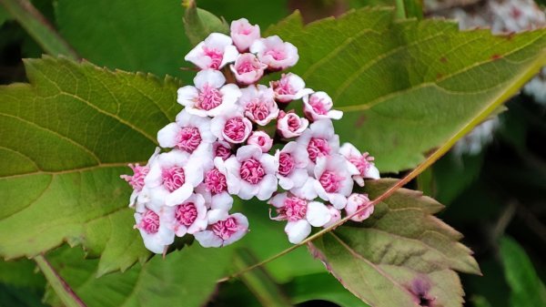 合歡山群峰（南峰、石門山、尖山、東峰）2626808