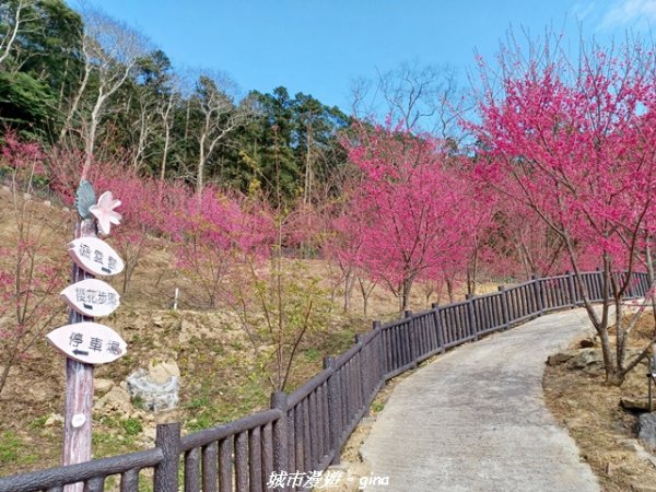 【苗栗獅潭】天晴賞花趣。 協雲宮櫻花步道x獅潭鄉神秘小徑x獅潭義民廟x銅鑼炮仗花海公園2999186