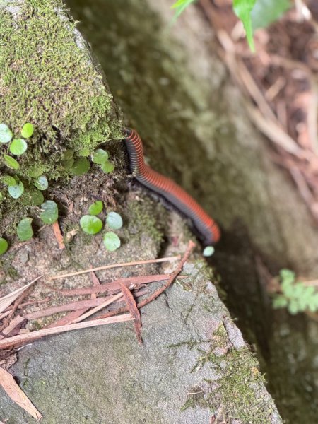 平溪步道縱走狗殷勤古道出故宮2852629