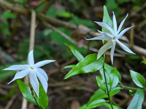 谷關松鶴橋對面的德芙蘭生態步道順登東卯山西南峰2748339