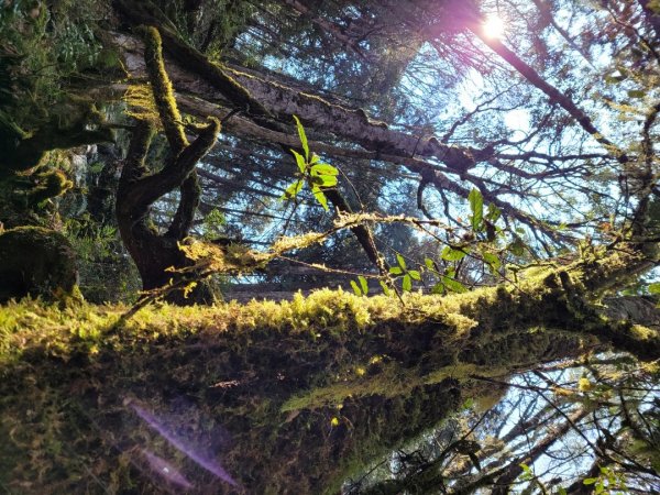 加羅湖、加羅山1321668