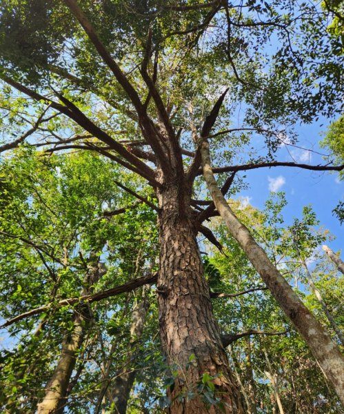 【中級山】邑治第一山，守城大山，連走守關山，守關山南峰2740903