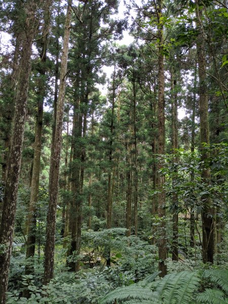 東眼山國家森林遊樂區1056002