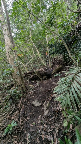 113.12.28小鷹尖-關山嶺-五八山-凌雲尖-龍女岩之旅2679369