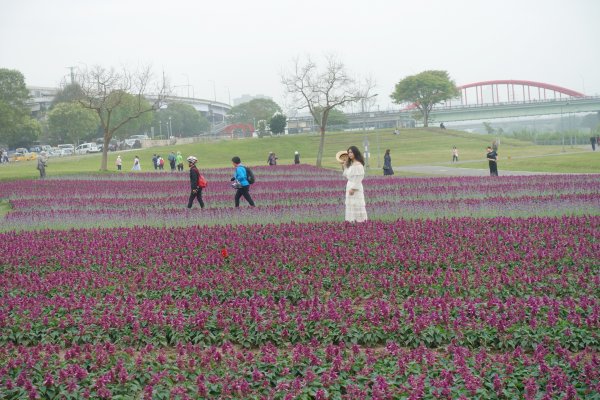 古亭河濱公園紫色花海1286094