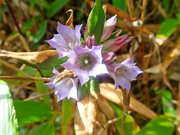 北越自由行2--攀登越南最高峰番西邦峰770312