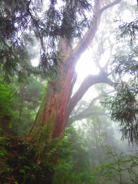 【新竹】觀霧迷幻森林：檜山巨木群步道1111976