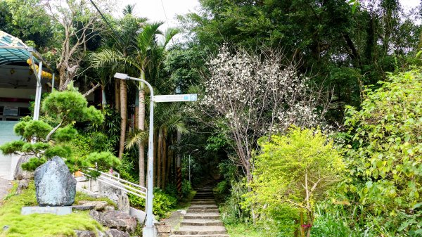 《臨江仙・碧山巖櫻花》2714220