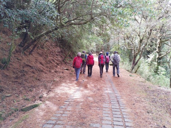 鼓山尖峰泡茶趣---塔塔加鹿林山鹿林前山810162