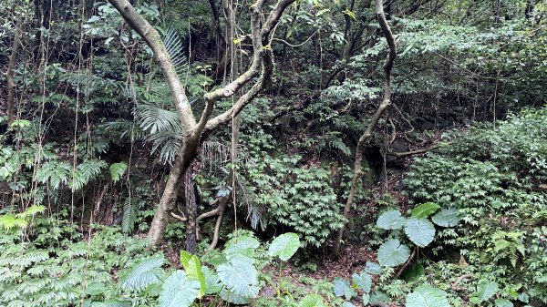 瑞芳三小山+貂山古道1438517