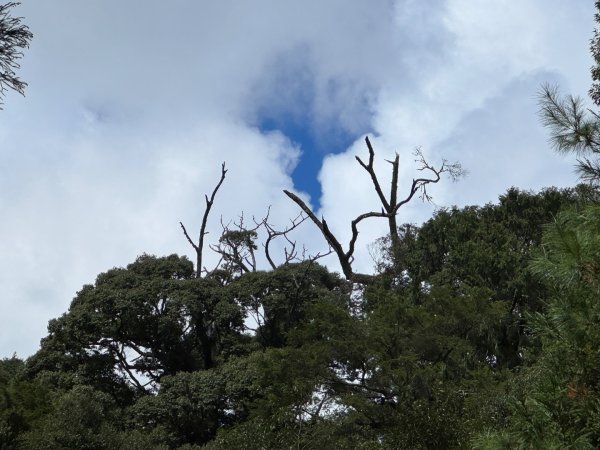 觀霧-榛山步道2926021