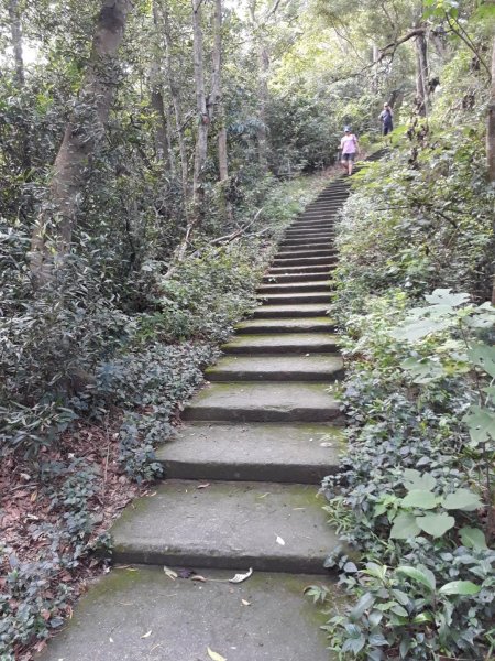 彰化員林臥龍坡環藤山步道20190714629494