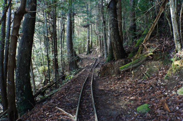 苗栗 南庄 加里山2963392