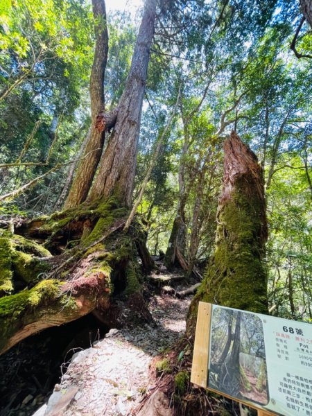 1140825司馬庫斯新巨木園區-司立富瀑布-部落觀景台2871206